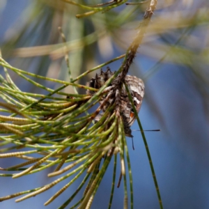 Ogyris amaryllis at Coree, ACT - 2 Feb 2021