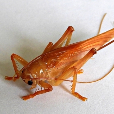 Hadrogryllus sp. (genus) (A raspy cricket) at Crooked Corner, NSW - 4 Feb 2021 by Milly