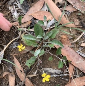 Goodenia hederacea at Holt, ACT - 5 Feb 2021 10:42 AM