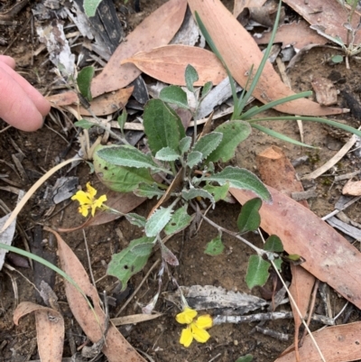 Goodenia hederacea (Ivy Goodenia) at Holt, ACT - 5 Feb 2021 by Eland