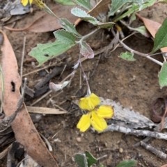 Goodenia hederacea at Holt, ACT - 5 Feb 2021 10:42 AM