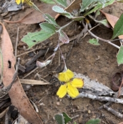Goodenia hederacea at Holt, ACT - 5 Feb 2021