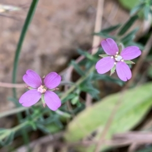 Epilobium sp. at Coree, ACT - 5 Feb 2021 01:27 PM