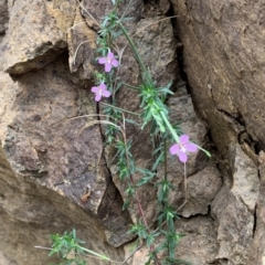 Epilobium sp. at Coree, ACT - 5 Feb 2021