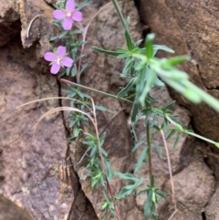 Epilobium sp. at Coree, ACT - 5 Feb 2021