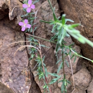 Epilobium sp. at Coree, ACT - 5 Feb 2021 01:27 PM