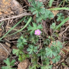 Geranium solanderi var. solanderi (Native Geranium) at Coree, ACT - 5 Feb 2021 by Eland