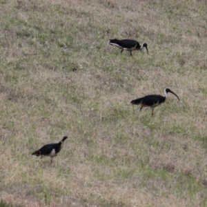 Threskiornis spinicollis at Hamilton Valley, NSW - 5 Feb 2021