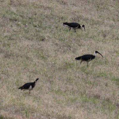 Threskiornis spinicollis (Straw-necked Ibis) at Collins Street Retarding Basin - 4 Feb 2021 by PaulF