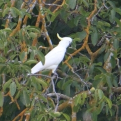 Cacatua galerita (Sulphur-crested Cockatoo) at Albury - 4 Feb 2021 by PaulF