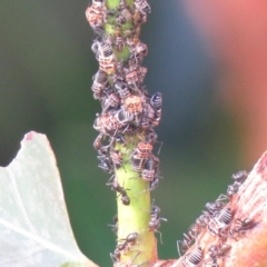 Eurymeloides pulchra (Gumtree hopper) at Wanniassa, ACT - 4 Feb 2021 by SandraH