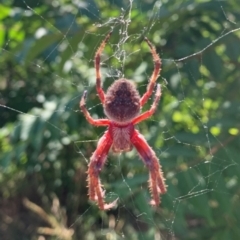 Araneinae (subfamily) (Orb weaver) at Holt, ACT - 2 Feb 2021 by Eland