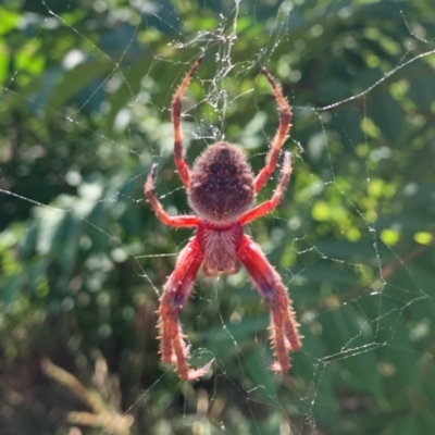 Araneinae (subfamily) (Orb weaver) at Ginninderry Conservation Corridor - 2 Feb 2021 by Eland