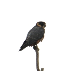 Falco longipennis (Australian Hobby) at Collins Street Retarding Basin - 4 Feb 2021 by PaulF