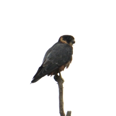 Falco longipennis (Australian Hobby) at Collins Street Retarding Basin - 4 Feb 2021 by PaulF