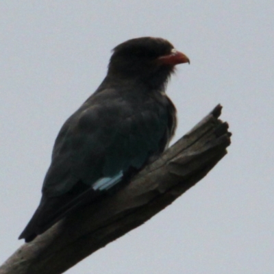 Eurystomus orientalis (Dollarbird) at Albury - 4 Feb 2021 by PaulF
