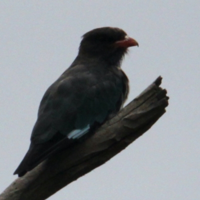 Eurystomus orientalis (Dollarbird) at Collins Street Retarding Basin - 4 Feb 2021 by PaulF