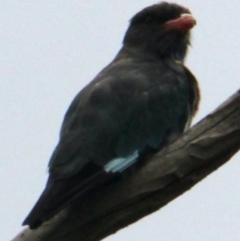 Eurystomus orientalis at Albury - 5 Feb 2021