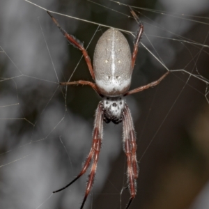 Trichonephila edulis at Bruce, ACT - 5 Feb 2021