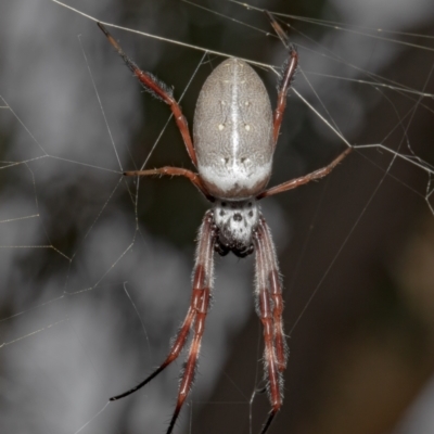 Trichonephila edulis (Golden orb weaver) at Black Mountain - 5 Feb 2021 by Roger