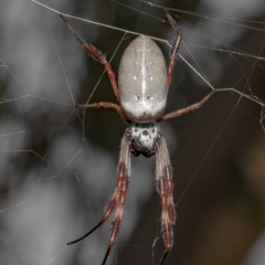 Trichonephila edulis (Golden orb weaver) at Bruce, ACT - 5 Feb 2021 by Roger