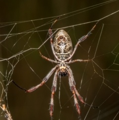 Trichonephila edulis at Bruce, ACT - 5 Feb 2021