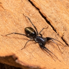 Poecilipta sp. (genus) (Beautiful Ant Mimic Spider) at Black Mountain - 5 Feb 2021 by Roger