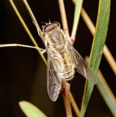 Trichophthalma punctata (Tangle-vein fly) at Black Mountain - 5 Feb 2021 by Roger