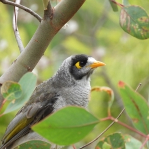 Manorina melanocephala at Kambah, ACT - 5 Feb 2021