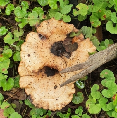 Unverified Fungus at Wyndham, NSW - 31 Jan 2021 by JoyGeorgeson