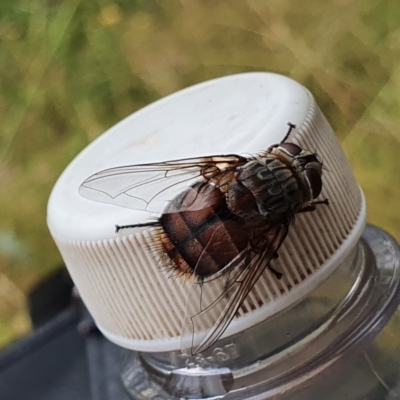 Unidentified Insect at Wyndham, NSW - 31 Jan 2021 by JoyGeorgeson