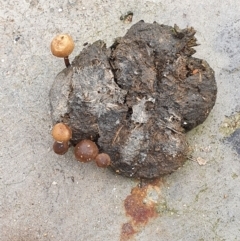 Unidentified Cup or disk - with no 'eggs' (TBC) at Wyndham, NSW - 31 Jan 2021 by JoyGeorgeson