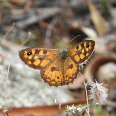 Geitoneura klugii (Marbled Xenica) at Tuggeranong DC, ACT - 5 Feb 2021 by MatthewFrawley