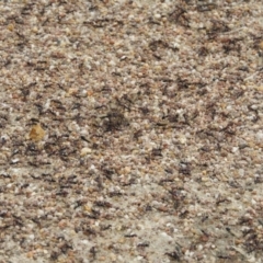 Iridomyrmex purpureus (Meat Ant) at Kambah, ACT - 5 Feb 2021 by MatthewFrawley