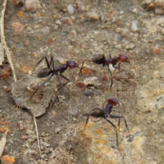 Iridomyrmex purpureus at Kambah, ACT - 5 Feb 2021