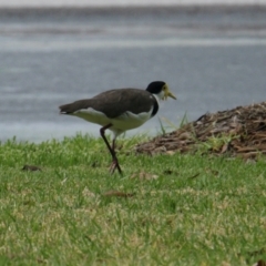 Vanellus miles (Masked Lapwing) at Albury - 4 Feb 2021 by PaulF