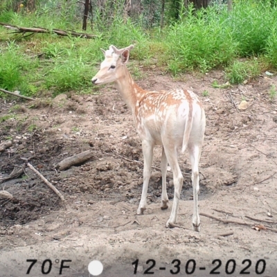 Dama dama (Fallow Deer) at Wyndham, NSW - 30 Dec 2020 by JoyGeorgeson