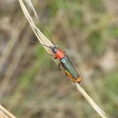 Chauliognathus tricolor (Tricolor soldier beetle) at Mount Taylor - 5 Feb 2021 by MatthewFrawley