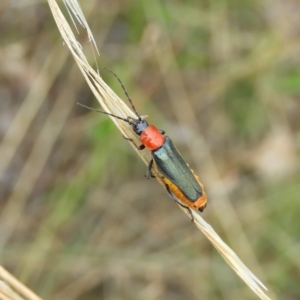 Chauliognathus tricolor at Kambah, ACT - 5 Feb 2021