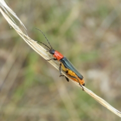 Chauliognathus tricolor at Kambah, ACT - 5 Feb 2021 02:37 PM