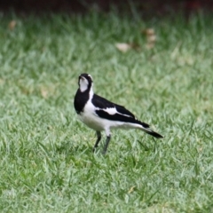 Grallina cyanoleuca (Magpie-lark) at Albury - 5 Feb 2021 by PaulF