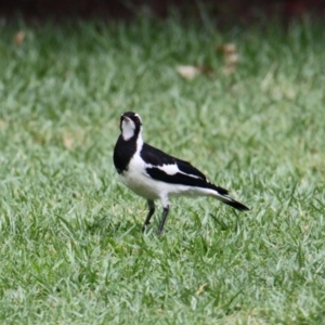 Grallina cyanoleuca at South Albury, NSW - 5 Feb 2021 10:09 AM