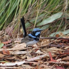 Malurus cyaneus (Superb Fairywren) at Albury - 5 Feb 2021 by PaulF