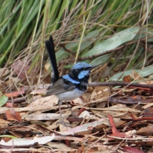 Malurus cyaneus at South Albury, NSW - 5 Feb 2021 10:14 AM