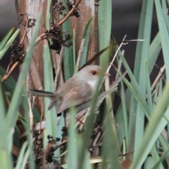 Malurus cyaneus at South Albury, NSW - 5 Feb 2021 10:14 AM