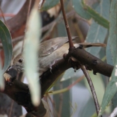 Acanthiza pusilla (Brown Thornbill) at Albury - 5 Feb 2021 by PaulF