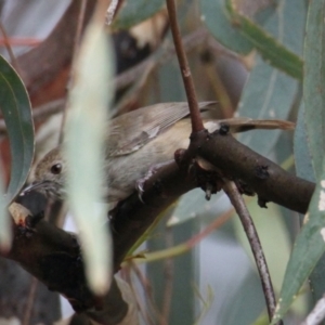 Acanthiza pusilla at South Albury, NSW - 5 Feb 2021 10:11 AM