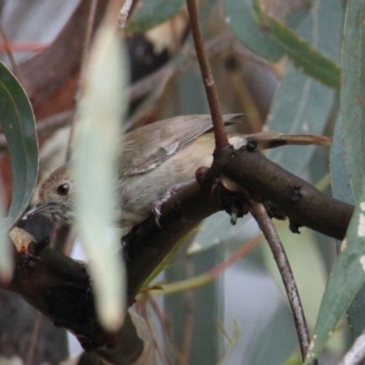 Acanthiza pusilla (Brown Thornbill) at South Albury, NSW - 4 Feb 2021 by PaulF