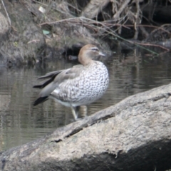 Chenonetta jubata (Australian Wood Duck) at South Albury, NSW - 4 Feb 2021 by PaulF