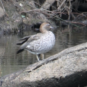 Chenonetta jubata at South Albury, NSW - 5 Feb 2021 10:23 AM